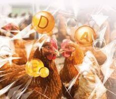 ויטמינים ותוספי תזונה לעופות ויונים