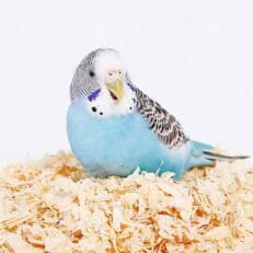 מוצרי תחזוקה ואיכות חיים לציפורים