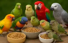 כופתיות לתוכים