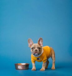 כלי אוכל ושתייה לכלבים