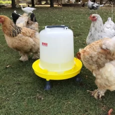 כלי מים לעופות