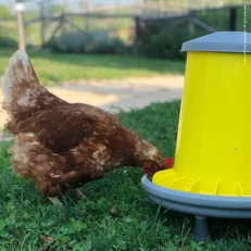 כלי אוכל לעופות